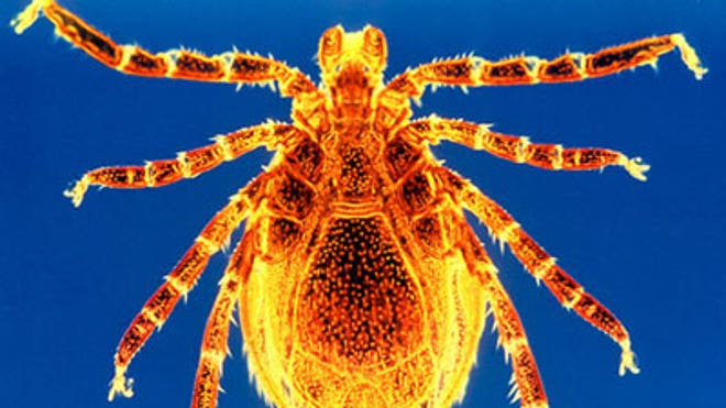 Ugly Ass Deer Tick Ugly Ass Deer Tick